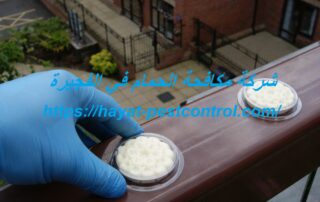 شركة مكافحة الحمام في الفجيرة