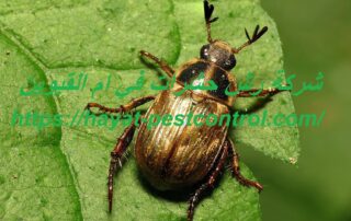 شركة رش حشرات في ام القيوين