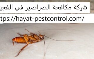 شركة مكافحة الصراصير في الفجيرة